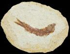 Knightia Fossil Fish - Wyoming #67369-1
